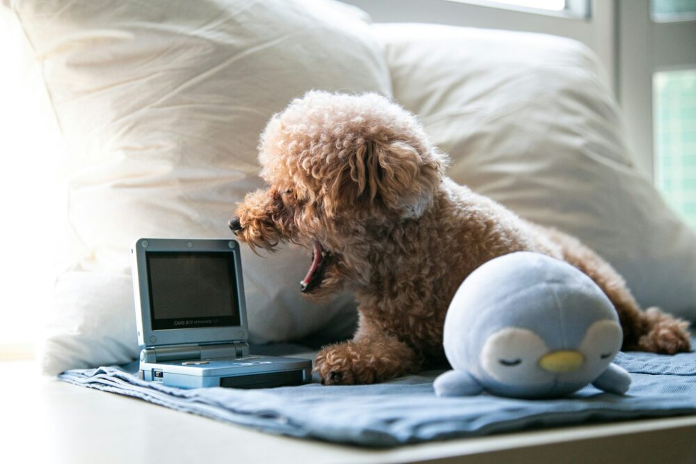 Dog gaming in bed