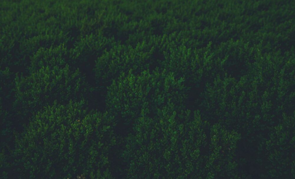 Dark green bedroom ideas