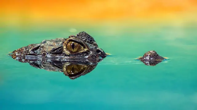 Crocodile dream meaning. A crocodile half-sunk into water, reflecting the sunlight to create a gold to green gradient.